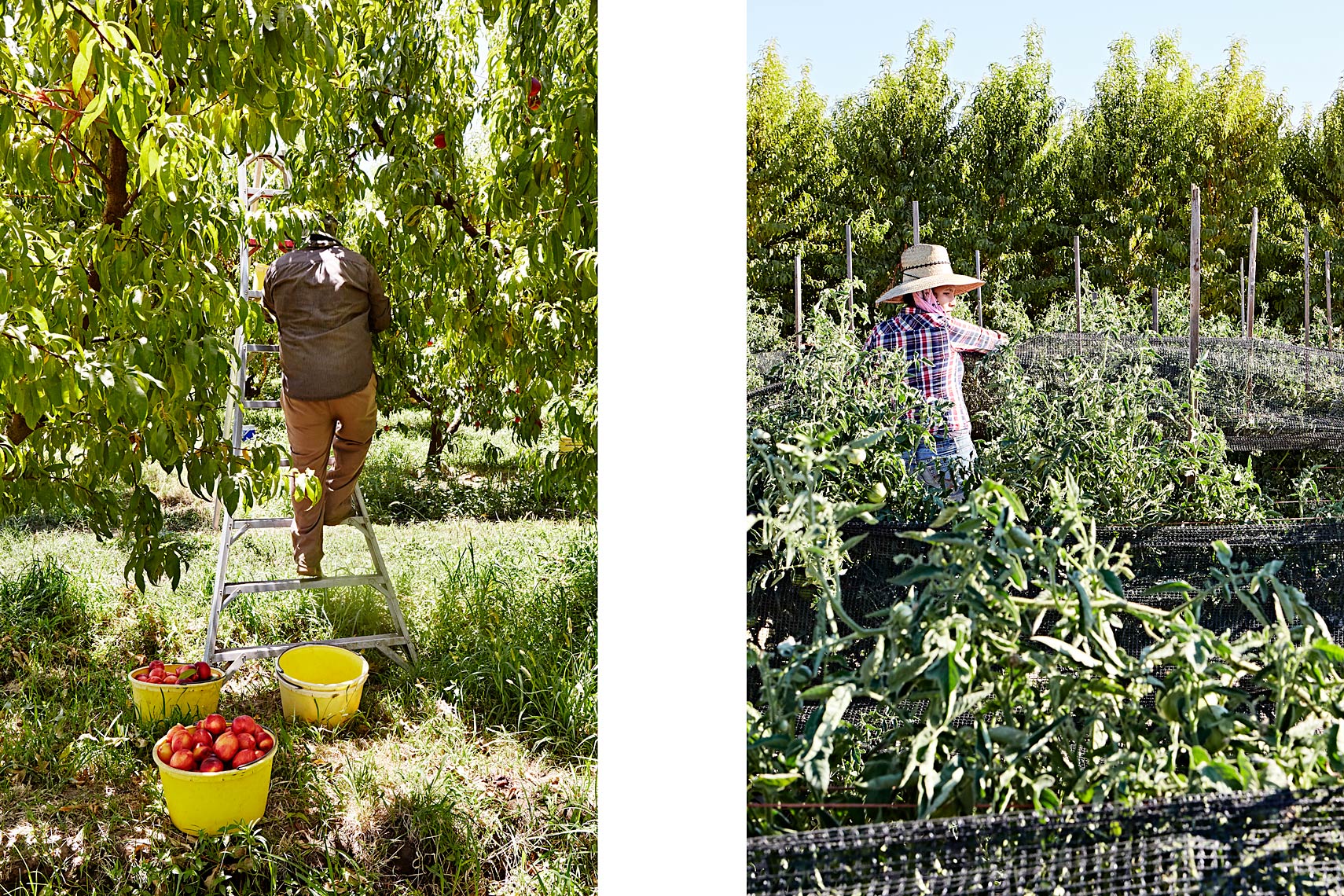 Balakian Organic Farms